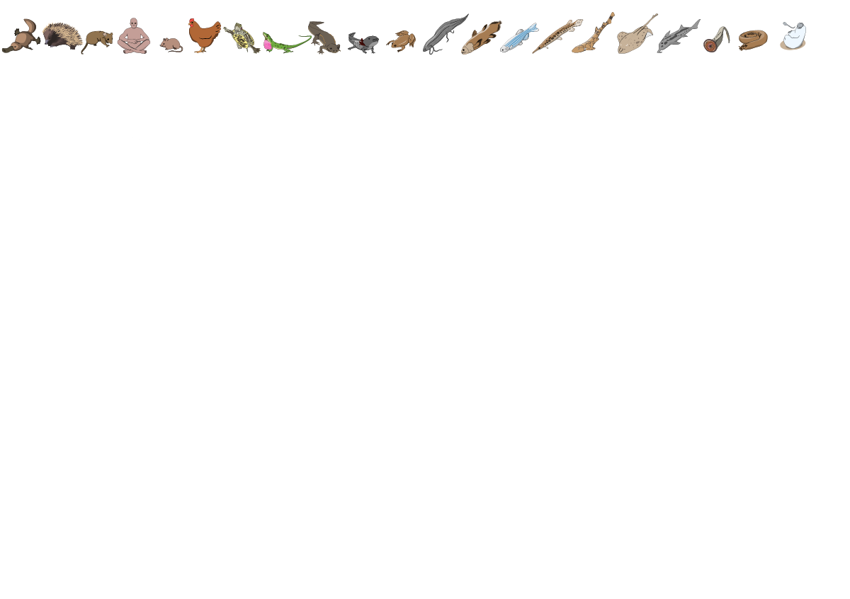 Vertebrate Tree