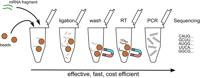 Graphical Abstract