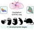 Developing mouse cerebellum snATAC-seq atlas